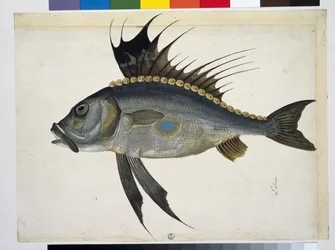 Fish